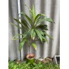 Cordyline fruticosa 'Kiwi'. Toataimed. Taimepood.