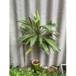 Cordyline fruticosa 'Kiwi'. Toataimed. Taimepood.