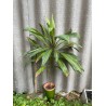 Cordyline fruticosa 'Kiwi'. Toataimed. Taimepood.