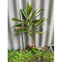 Cordyline fruticosa 'Kiwi'. Toataimed. Taimepood.