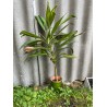 Cordyline fruticosa 'Kiwi'. Toataimed. Taimepood.