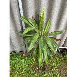 Cordyline fruticosa 'Kiwi'. Toataimed. Taimepood.