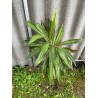 Cordyline fruticosa 'Kiwi'. Toataimed. Taimepood.
