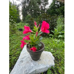 Mandevilla dipladenia