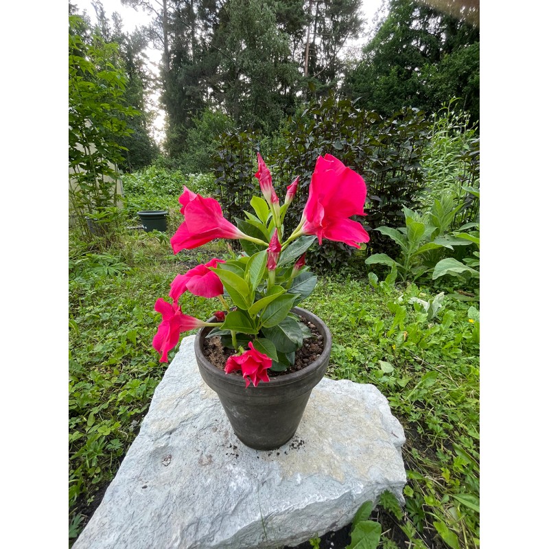 Mandevilla dipladenia