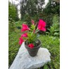 Mandevilla dipladenia