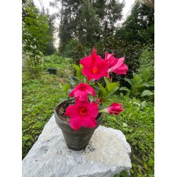 Mandevilla dipladenia
