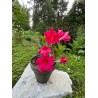 Mandevilla dipladenia