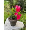 Mandevilla dipladenia