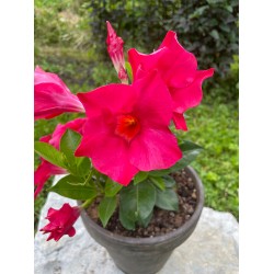 Mandevilla dipladenia