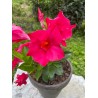 Mandevilla dipladenia