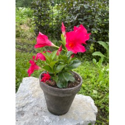 Mandevilla dipladenia