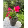 Mandevilla dipladenia