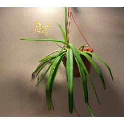Vanda testacea