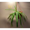 Vanda testacea