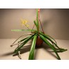 Vanda testacea