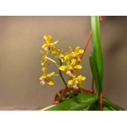 Vanda testacea