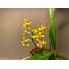 Vanda testacea