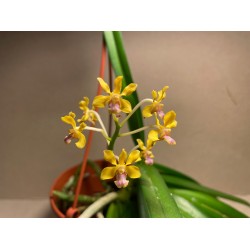 Vanda testacea