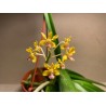 Vanda testacea