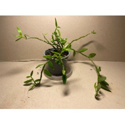 Dendrobium loddigesii