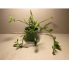 Dendrobium loddigesii