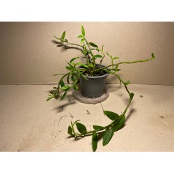 Dendrobium loddigesii