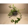 Dendrobium loddigesii