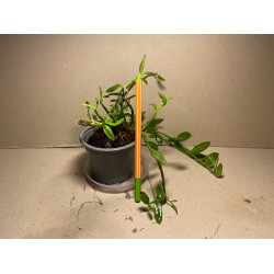 Dendrobium loddigesii
