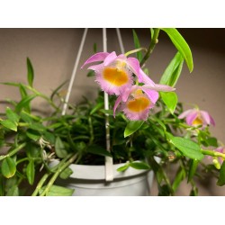 Dendrobium loddigesii