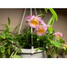 Dendrobium loddigesii