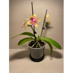 Phalaenopsis 'Biondoro'