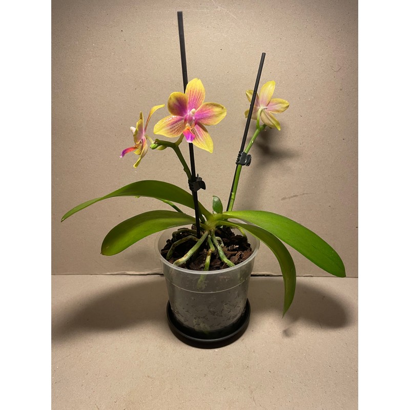 Phalaenopsis 'Biondoro'
