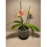 Phalaenopsis 'Biondoro'