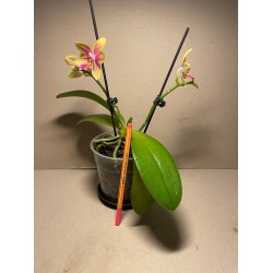 Phalaenopsis 'Biondoro'