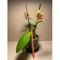Phalaenopsis 'Biondoro'