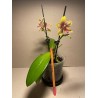 Phalaenopsis 'Biondoro'