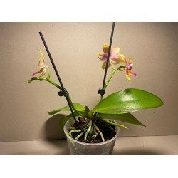 Phalaenopsis 'Biondoro'