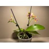 Phalaenopsis 'Biondoro'