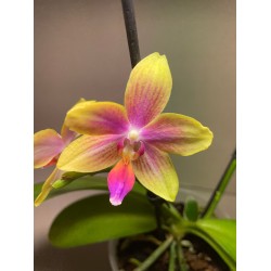 Phalaenopsis 'Biondoro'