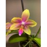 Phalaenopsis 'Biondoro'