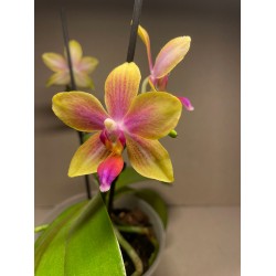 Phalaenopsis 'Biondoro'