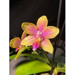 Phalaenopsis 'Biondoro'