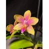 Phalaenopsis 'Biondoro'