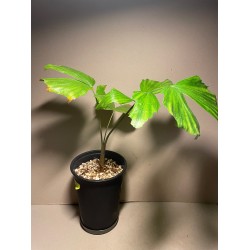Caryota kiriwongensis, M