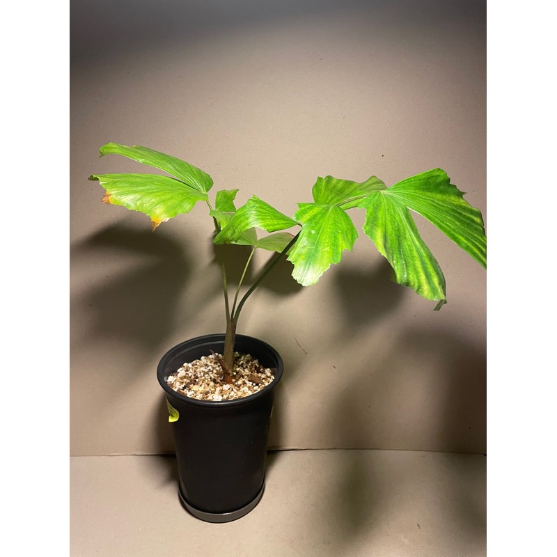 Caryota kiriwongensis, M