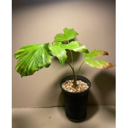 Caryota kiriwongensis, M