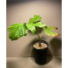 Caryota kiriwongensis, M