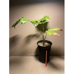 Caryota kiriwongensis, M