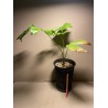 Caryota kiriwongensis, M